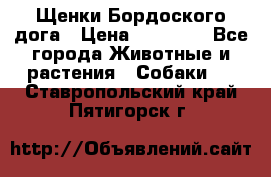 Щенки Бордоского дога › Цена ­ 60 000 - Все города Животные и растения » Собаки   . Ставропольский край,Пятигорск г.